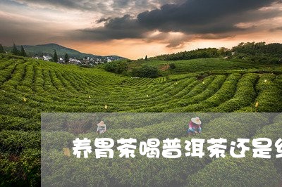 养胃茶喝普洱茶还是红茶/2023121395410