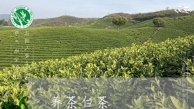 养茶白茶/2023111582925