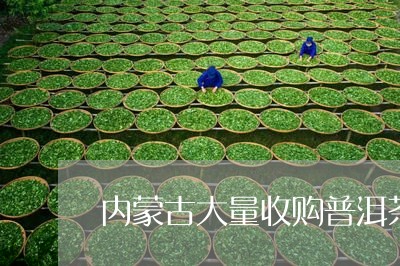 内蒙古大量收购普洱茶的/2023102485148