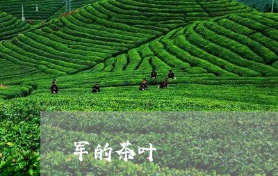 军的茶叶/2023090127261