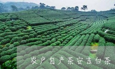 农户自产茶安吉白茶/2023121795068