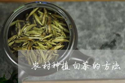 农村种植白茶的方法/2023121734269