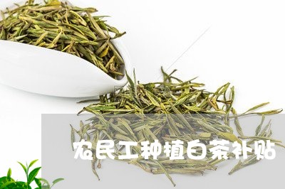 农民工种植白茶补贴/2023121723949
