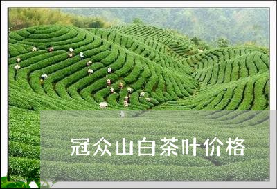 冠众山白茶叶价格/2023061502703