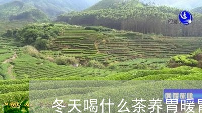 冬天喝什么茶养胃暖胃/2023060869492