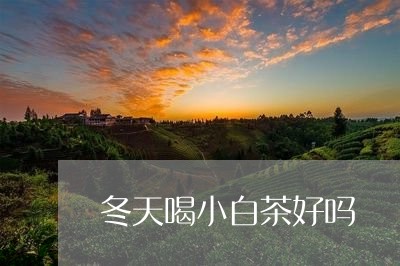 冬天喝小白茶好吗/2023061554160