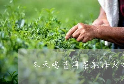 冬天喝普洱茶能降火吗百度百科/2023053001505