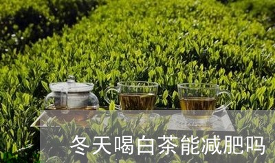 冬天喝白茶能减肥吗/2023121720837