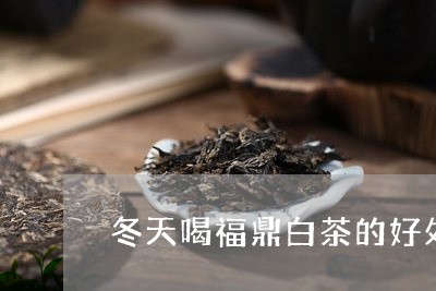 冬天喝福鼎白茶的好处/2023120836250