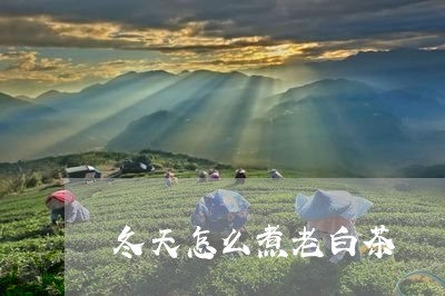 冬天怎么煮老白茶/2023061502036