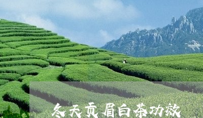 冬天贡眉白茶功效/2023061538169