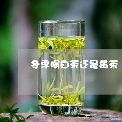 冬季喝白茶还是黄茶/2023071503250