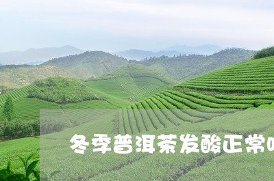 冬季普洱茶发酸正常吗百度/2023082825049