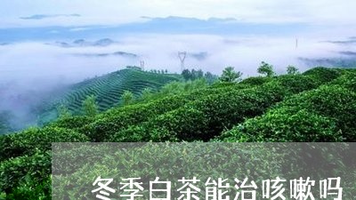 冬季白茶能治咳嗽吗/2023071540502