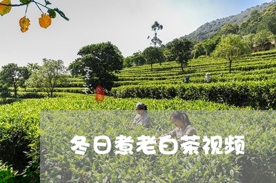 冬日煮老白茶视频/2023082525160