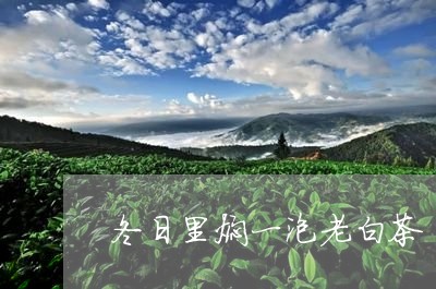 冬日里焖一泡老白茶/2023121775151