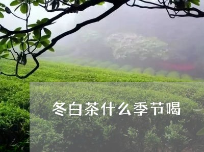 冬白茶什么季节喝/2023061571694