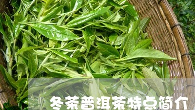 冬茶普洱茶特点简介/2023091417403