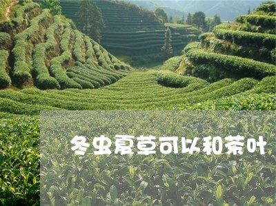 冬虫夏草可以和茶叶/2023042576369