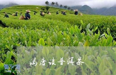 冯唐谈普洱茶/2023090636148