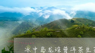 冰中岛龙珠普洱茶生茶/2023100797592