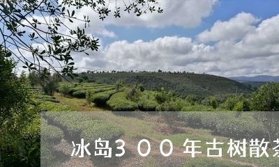 冰岛300年古树散茶/2023092329393