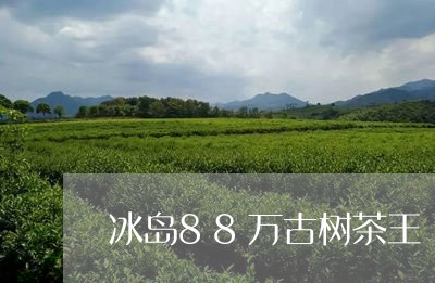 冰岛88万古树茶王/2023042607370