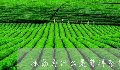 冰岛为什么是普洱茶生茶/2023082841503