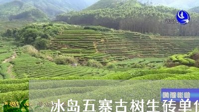 冰岛五寨古树生砖单价/2023071389492