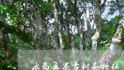 冰岛五寨古树茶特征/2023042638351