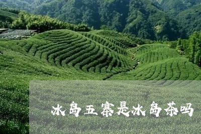 冰岛五寨是冰岛茶吗/2023042613049