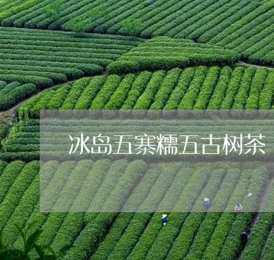 冰岛五寨糯五古树茶/2023042631603