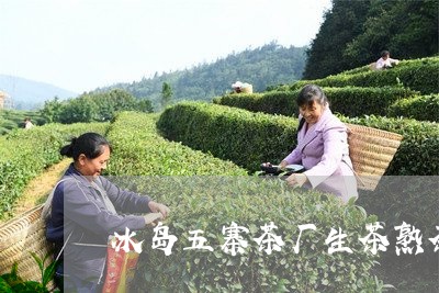 冰岛五寨茶厂生茶熟茶/2023061189695