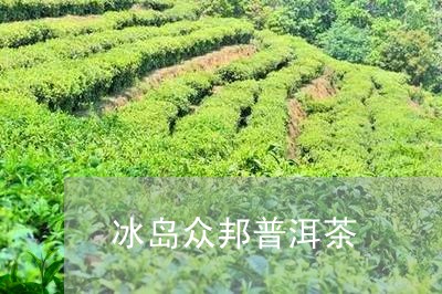 冰岛众邦普洱茶/2023121386471