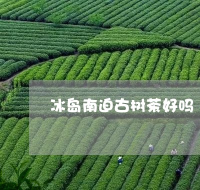 冰岛南迫古树茶好吗/2023042614825