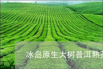 冰岛原生大树普洱熟茶/2023092506150