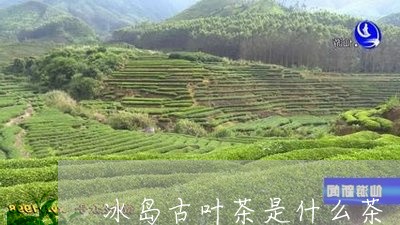 冰岛古叶茶是什么茶/2023042668582