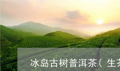 冰岛古树普洱茶(生茶)/2023050473836