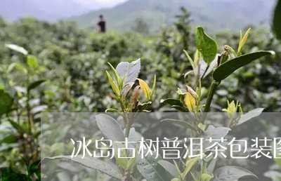 冰岛古树普洱茶包装图解/2023101763917