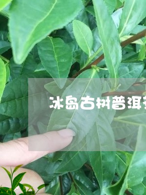 冰岛古树普洱茶散茶/2023071103925