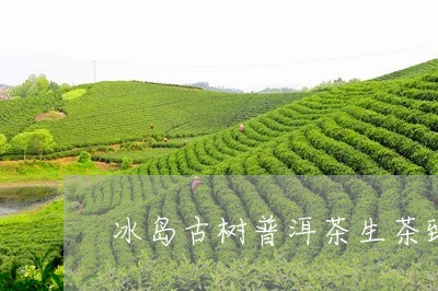 冰岛古树普洱茶生茶臻品/2023050577258