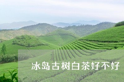 冰岛古树白茶好不好/2023081283836