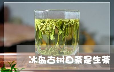 冰岛古树白茶是生茶/2023042668383