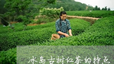 冰岛古树红茶的特点/2023042761594