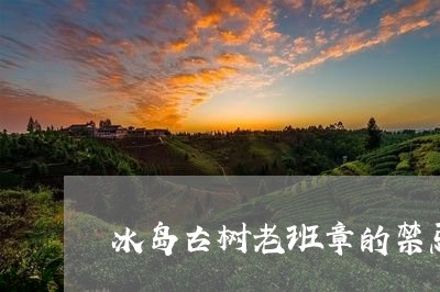 冰岛古树老班章的禁忌/2023092453838