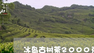 冰岛古树茶2000克/2023061203948