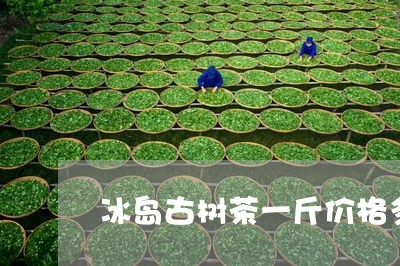 冰岛古树茶一斤价格多少钱/2023051260715