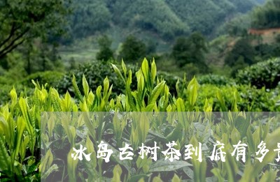 冰岛古树茶到底有多贵/2023061298270