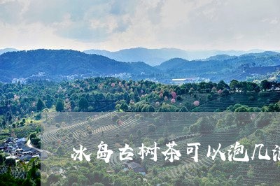 冰岛古树茶可以泡几泡/2023092374961