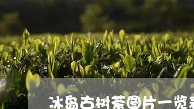 冰岛古树茶图片一览表/2023061158160